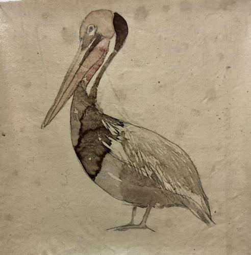 Pelican